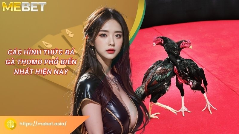 Các hình thức đá gà Thomo phổ biến nhất hiện nay Các hình thức đá gà Thomo phổ biến nhất hiện nay