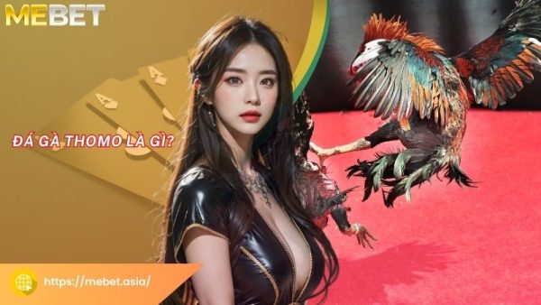 Đá gà Thomo là gì?