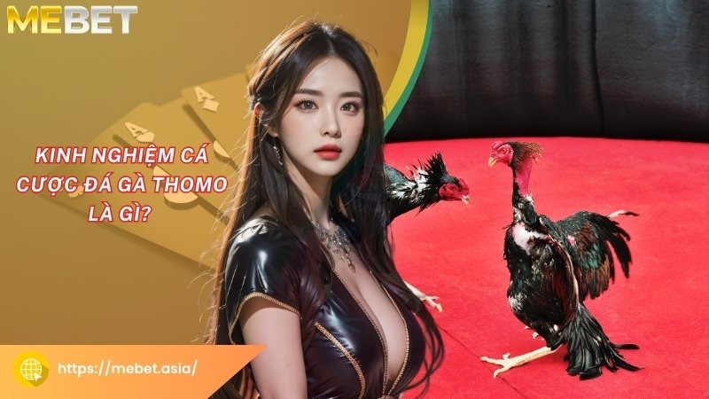 Kinh nghiệm cá cược đá gà Thomo là gì? Kinh nghiệm cá cược đá gà Thomo là gì?